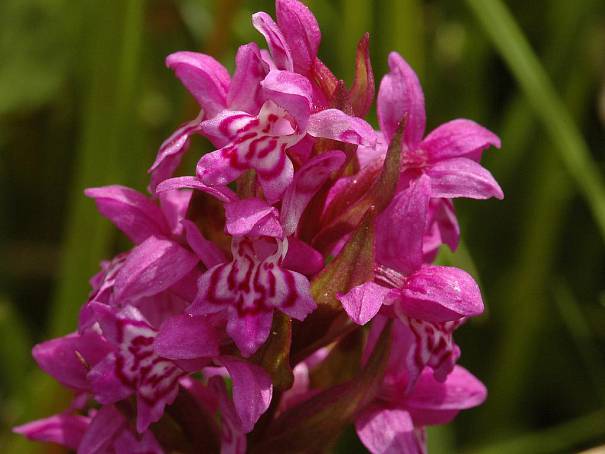 Exkurze studentů do NP Podyjí