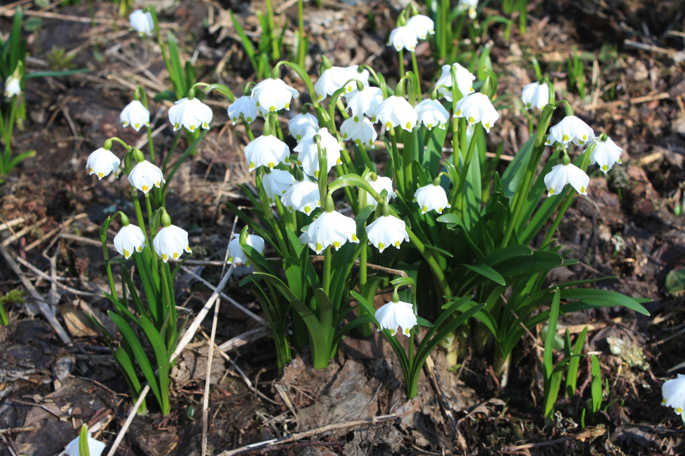 Bledule skoro všude kam se podíváš