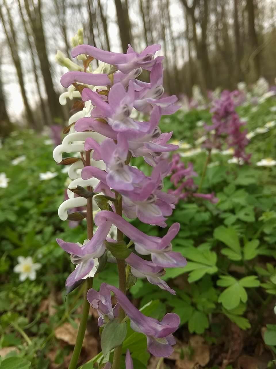 Exkurze do NPR Libický luh